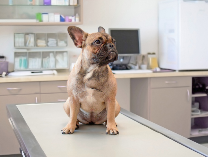 veterinary resources