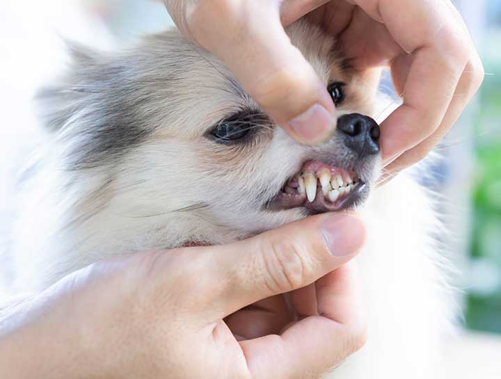 North Fort Myers Pet Dentist